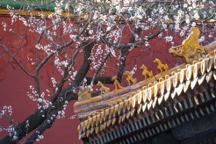 故宮の黃色い屋根瓦に映える白いアンズの花　北京市.jpg